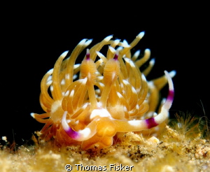 Nudi from Flabellina family on a stroll by Thomas Fisker 